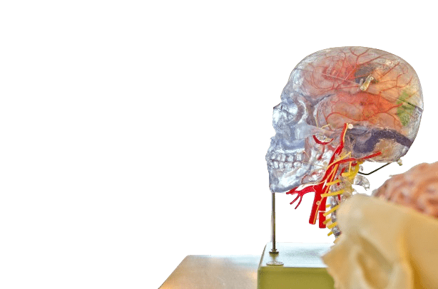 human skull transparent