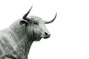 Bull run in stock exchange